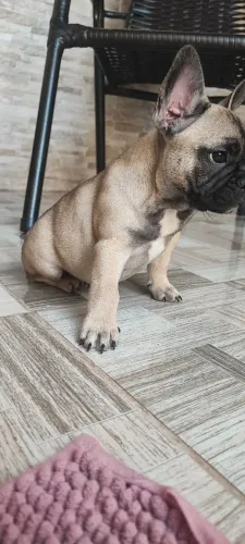 Buldog Francês Exótic Micro 