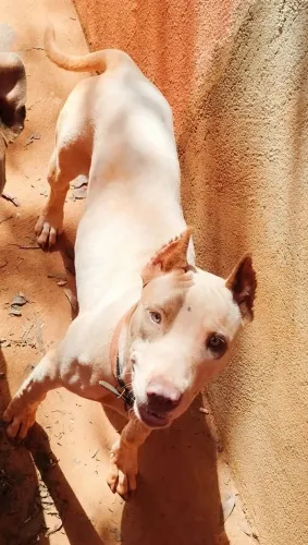 Pit Bull Fêmea 