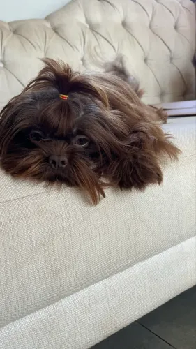 Shihtzu macho 1 ano