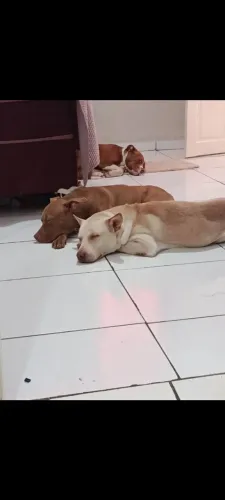Pitbulls pra adoção