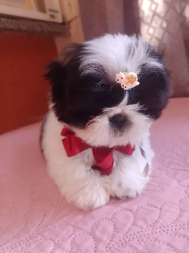shitzu ursinho?