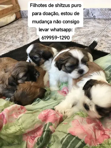 Doação de shitzus puro