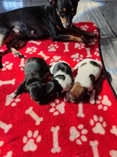 filhotes de pinscher macho