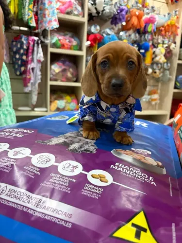Filhote MACHO de Basset Salsicha Dandush 45 dias