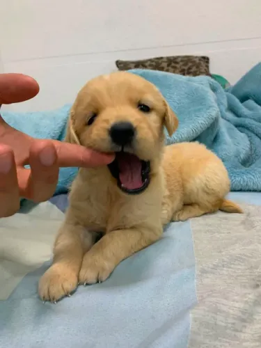 filhotes de Golden