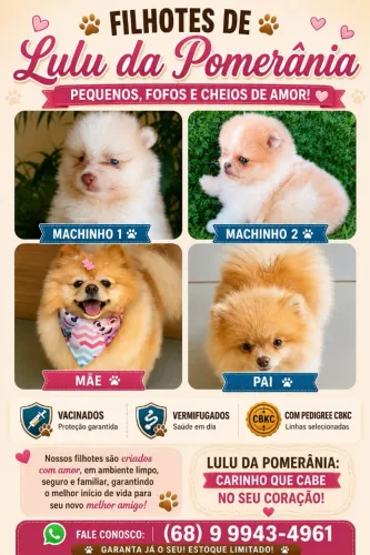 Vendo filhotes de Lulu da Pomerania 