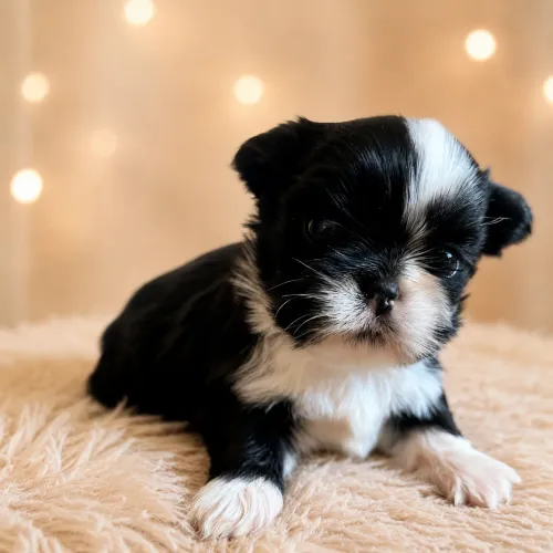 Shihtzu fêmea 