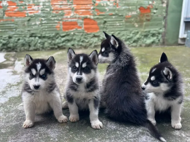 Husky Siberiano