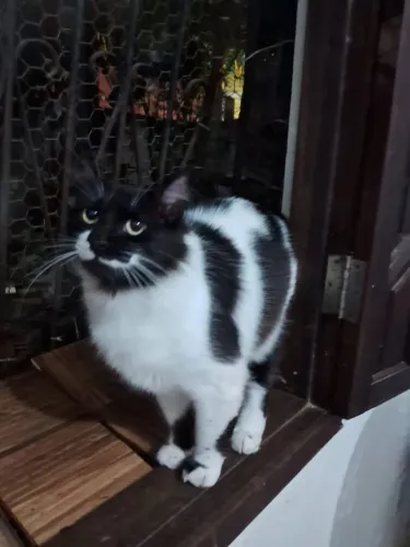 Gatas frajolas castradas e vacinadas para adoção conjunta