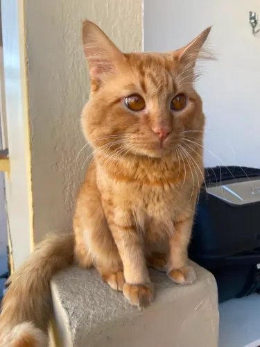 Gato para adoção