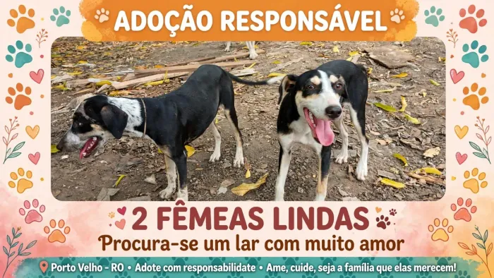 Adoção de duas cachorros fêmeas 