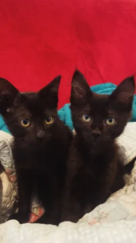 Gatos Doação