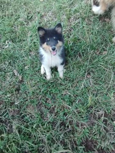 Collie filhotes 