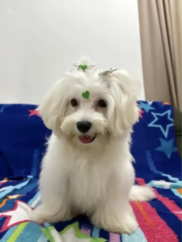 Maltês macho
