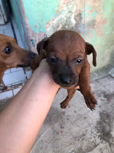 Pinscher