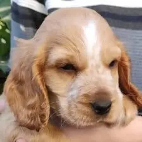Cocker Spaniel O Cocker aproveitou o clima agradável da manhã.