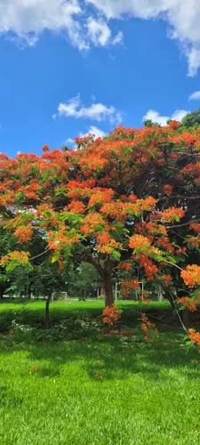 Chácara em Trindade - Pomar com mais de 20 tipos de frutas