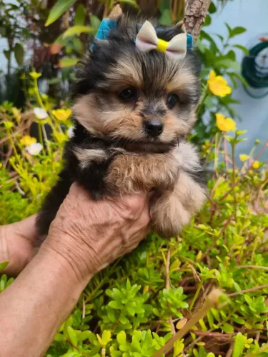 Yorkshire bebê cheio de amor esperando por você - saiba mais!