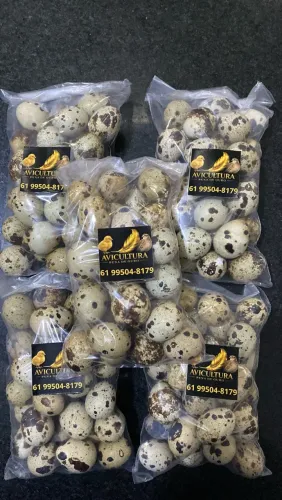 Ovos de codornas gigantes para consumo