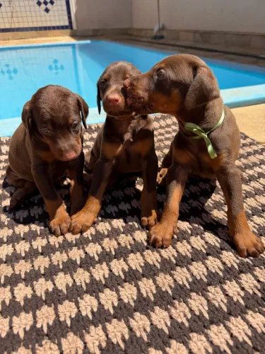 Dobermans disponíveis