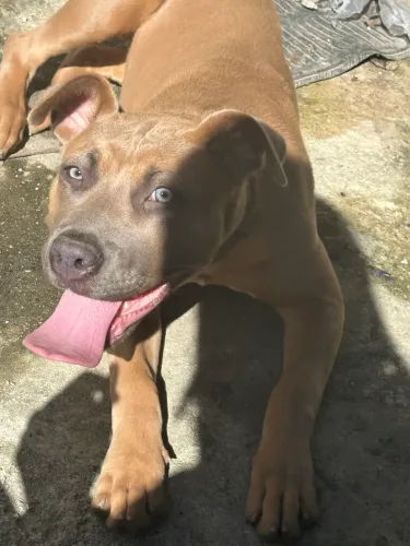 Pit bull fêmea
