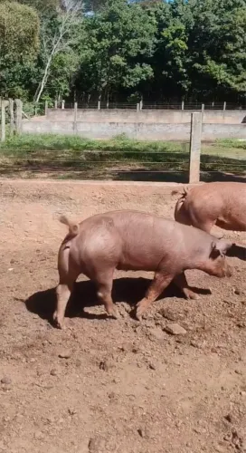 Matrizes jovens F1 Duroc X Pietran