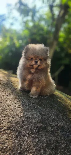 Filhotes Spitz Alemão COM PEDIGREE