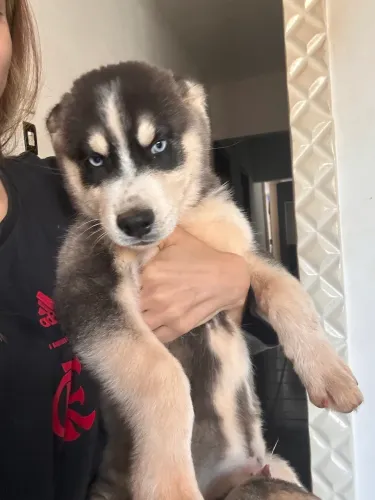 Husky Siberiano - Macho