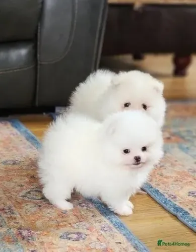 Cãozinho spitz alemão/lulu da pomerânia de linhagem selecionada saudável