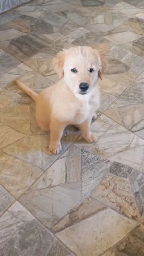 Filhote de Golden Retriever 