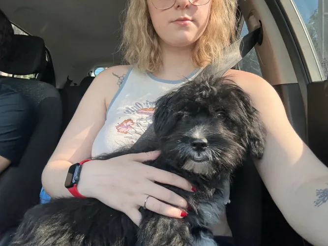 Vende-se cachorro 