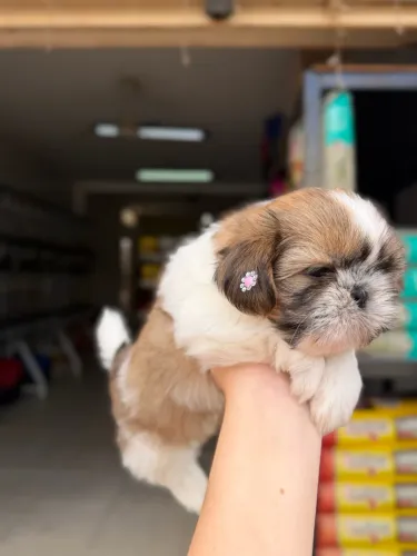 Shihtzu fêmea 