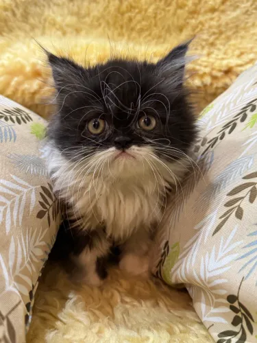 Vende-se filhote de gato Persa.
