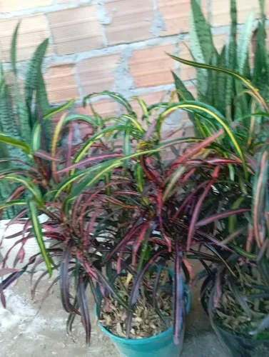 Plantas 