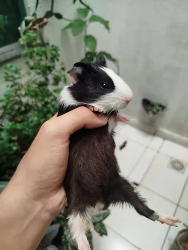 Porquinho da índia macho (filhote)