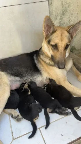 LINDOS PASTOR X LABRADOR