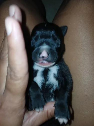 Labrador com dog alemão 