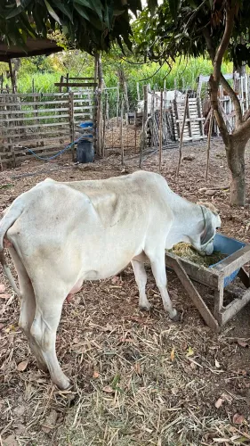 VACA PARIDA