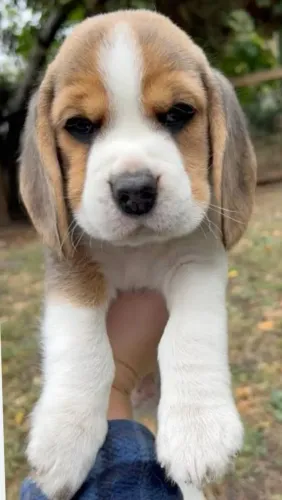 Beagle cachorro encantador disponível - venha conhecer hoje
