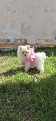 Fêmea Lulu da Pomerânia anão branca