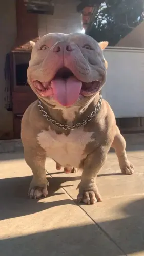 America bully