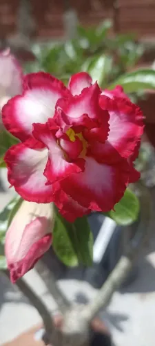 Flor do deserto