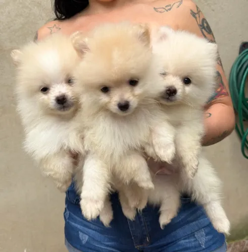 Filhotes Spitz alemão Macho