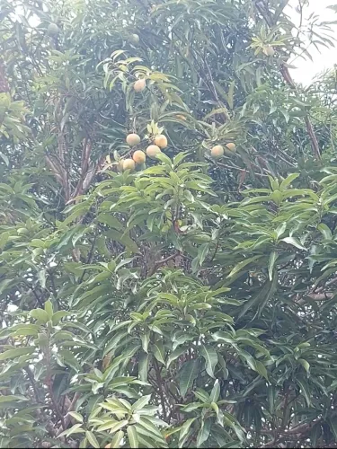Vendo terreno em Entre Rios
