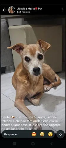 Doação de Cachorro