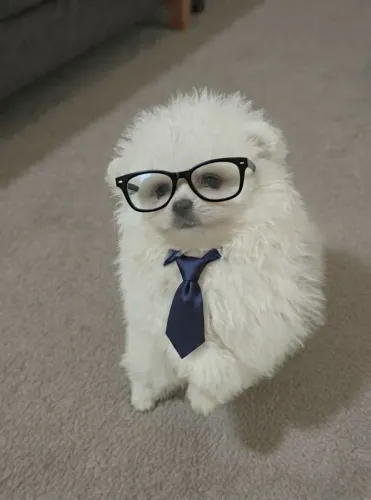 Lulu filhote com pedigree