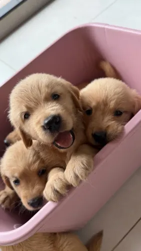Filhote de Golden
