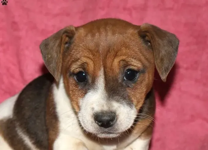 Jack Russell Terrier,Jack Russell Terrier Filhote Estrutura Perfeita Disponível