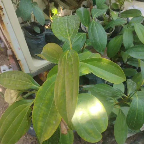 Vendo mudas de canela e de atá