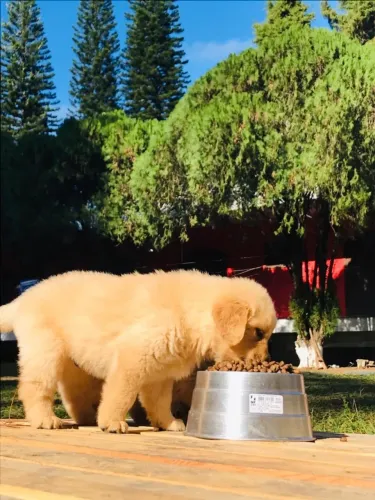 Golden Retriever - carinho e companhia